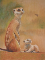 dessin au pastel suricates
