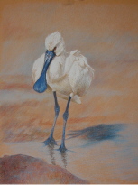 dessin au pastel oiseau spatule